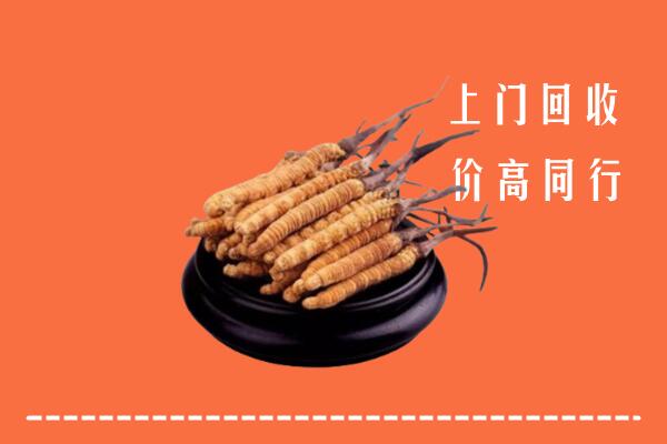 高价求购：江门市新会区回收散虫草